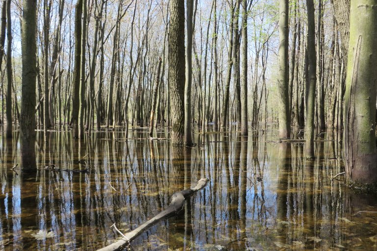 Ontario Wetland Restoration Project Attracts Global Attention