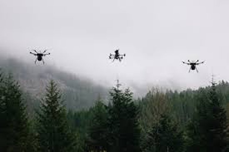Quebec Engineers Pioneer AI-Powered Forest Monitoring